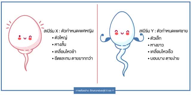 รักษาด้วยวิธี-IUI-สามารถเลือกเพศได้