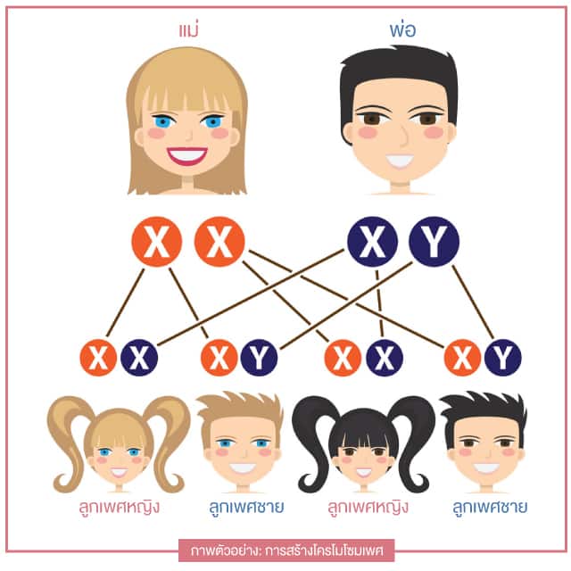 รักษาด้วยวิธี-IUI-สามารถเลือกเพศได้
