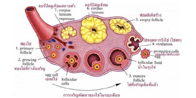 เซลล์ไข่เสื่อม ก่อนวัยทำให้มีลูกยากจริงหรือไม่ Beyond IVF