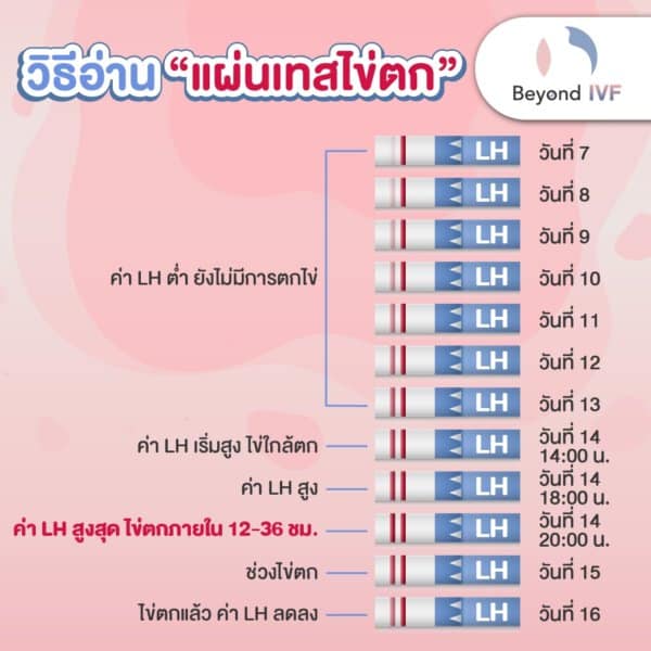 นับวันไข่ตก วิธีนับวันไข่ตก อยากมีลูก มีลูกยาก Beyond IVF