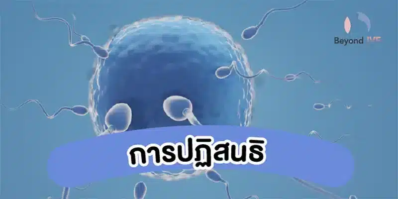 การปฏิสนธิ