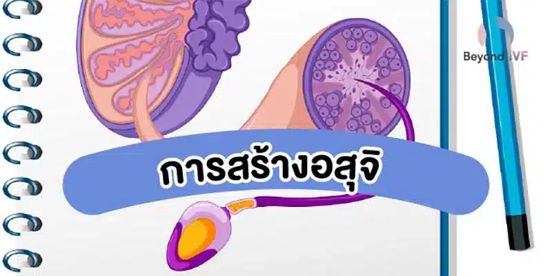 การสร้างอสุจิ