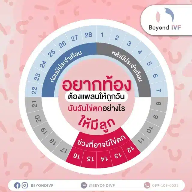 วิธีคำนวณวันไข่ตก