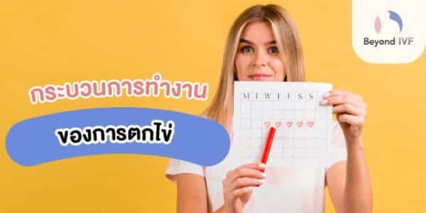 anovulation คือ